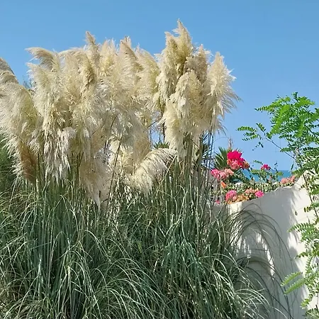 Delle Palme